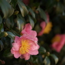 山茶花