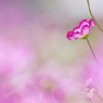 秋桜 Ⅴ　～愛情の雲～