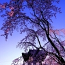 しだれ桜