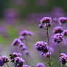 秋の草花