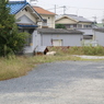 犬