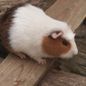 小