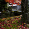 高野山の紅葉