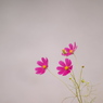 花とお話し