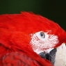 インコの眼力
