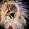 Heart on an ostrich feather and a drop