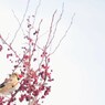 Lipstick bird