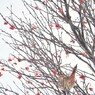 Winter scenery　３