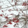 Winter scenery　５