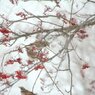 Winter scenery　６
