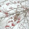 冬華 - Winter flower
