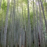 竹林