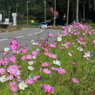 コスモス街道（竹田の里より）