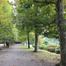 trees streets