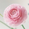 家の花