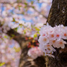 桜・爛漫