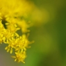 お花の時間１７