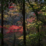 紅葉　輝く！