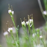 小さな花 part-2
