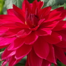花笠
