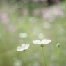 ほわほわ