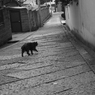 猫目線　口縄坂