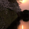 桜 夕景