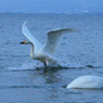 白鳥の湖♪