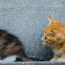 ねえねえ、お話聞いてよ