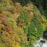  Red leaves of autumn