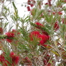 IMGP2155