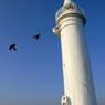 灯台に鳶