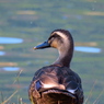 IMG_0096_1