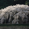 奥山田　枝垂桜