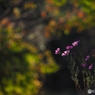 秋桜 2015 #2