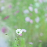 秋桜 2015 #5