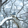 たそがれゴジュウカラ
