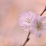 十月桜