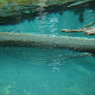 水面に溶ける