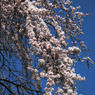 但馬國　八鹿　しだれ桜④
