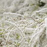 春の雪