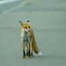 red fox sisters1