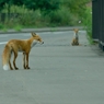 red fox sisters2