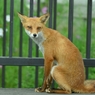red fox sisters6