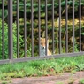 red fox sisters7