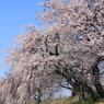 木曽川堤防の枝垂桜