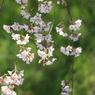 木曽川堤防3