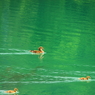 鳥たちのレース
