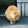 野良猫-ひなたぼっこ