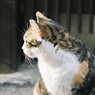 野良猫-ひなたぼっこ